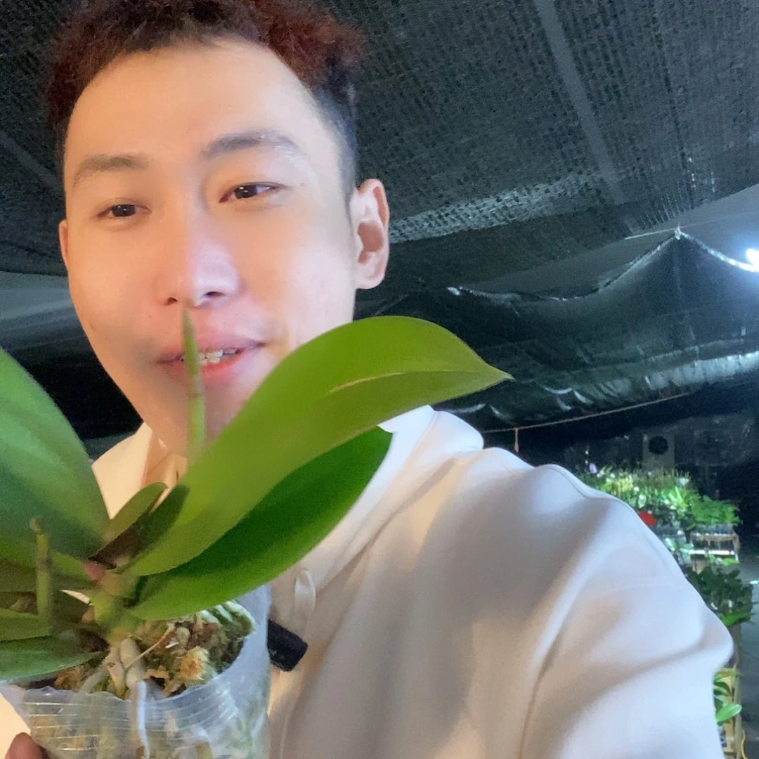 无花朵曼塔安稳蝴蝶兰