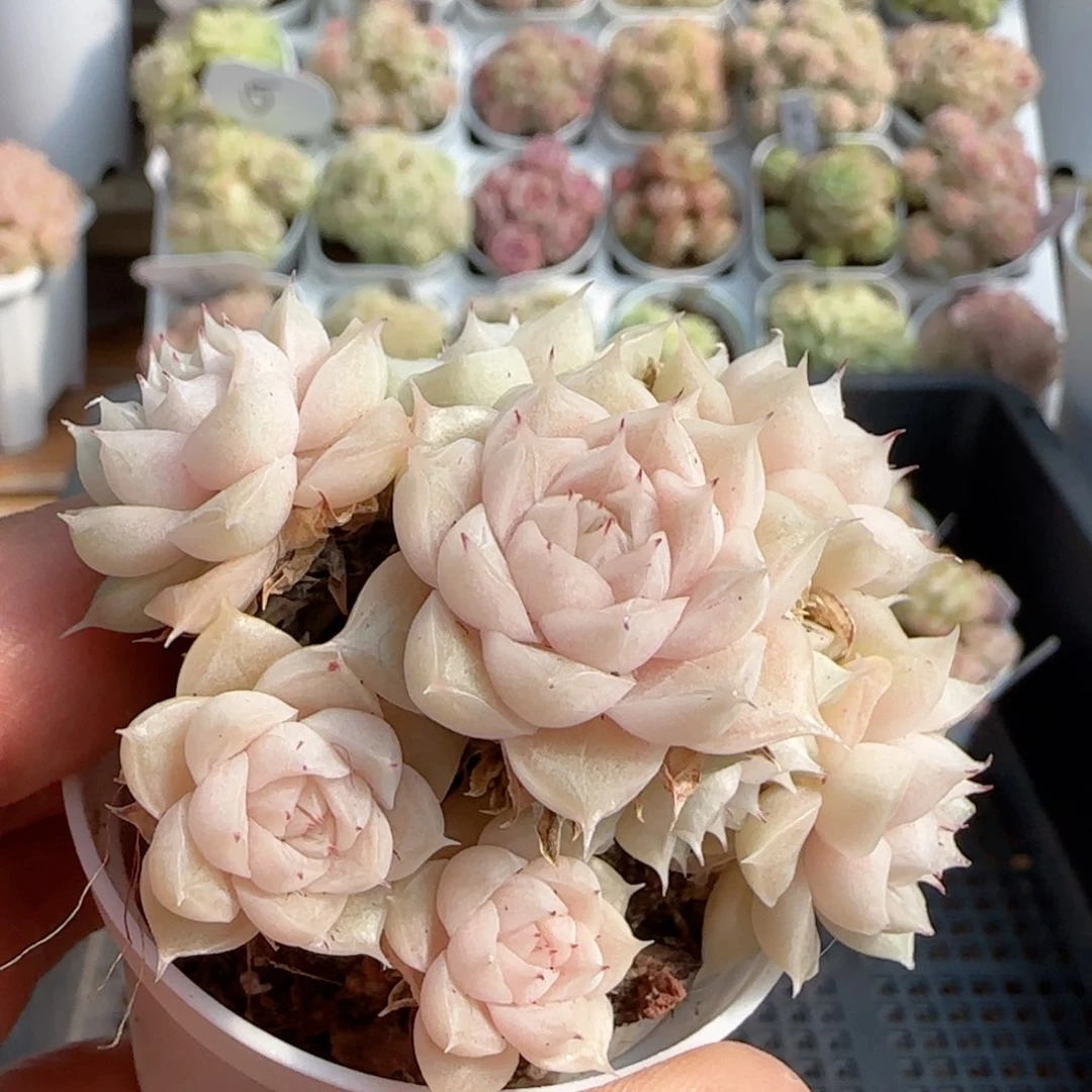 【闪购商品】0117-78