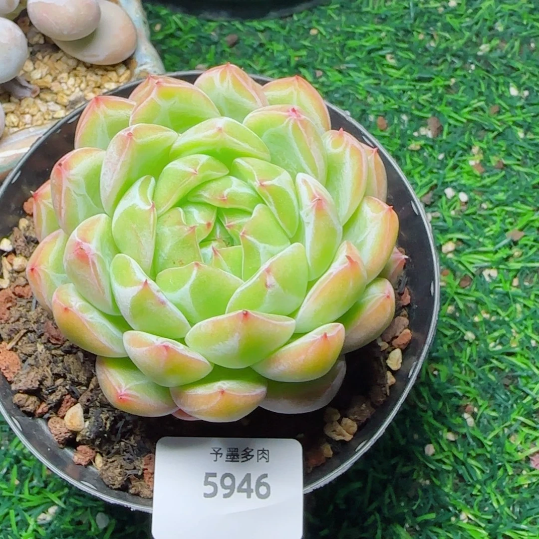 雪花珍妮，5946多肉植物