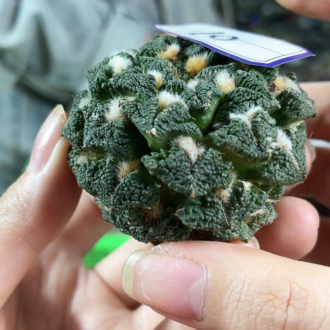 10号自根馒头辛顿黑萝卜根