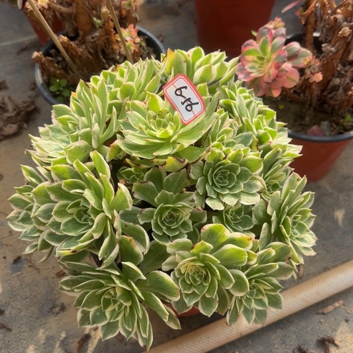 6-56伊丽莎白的人不包售后