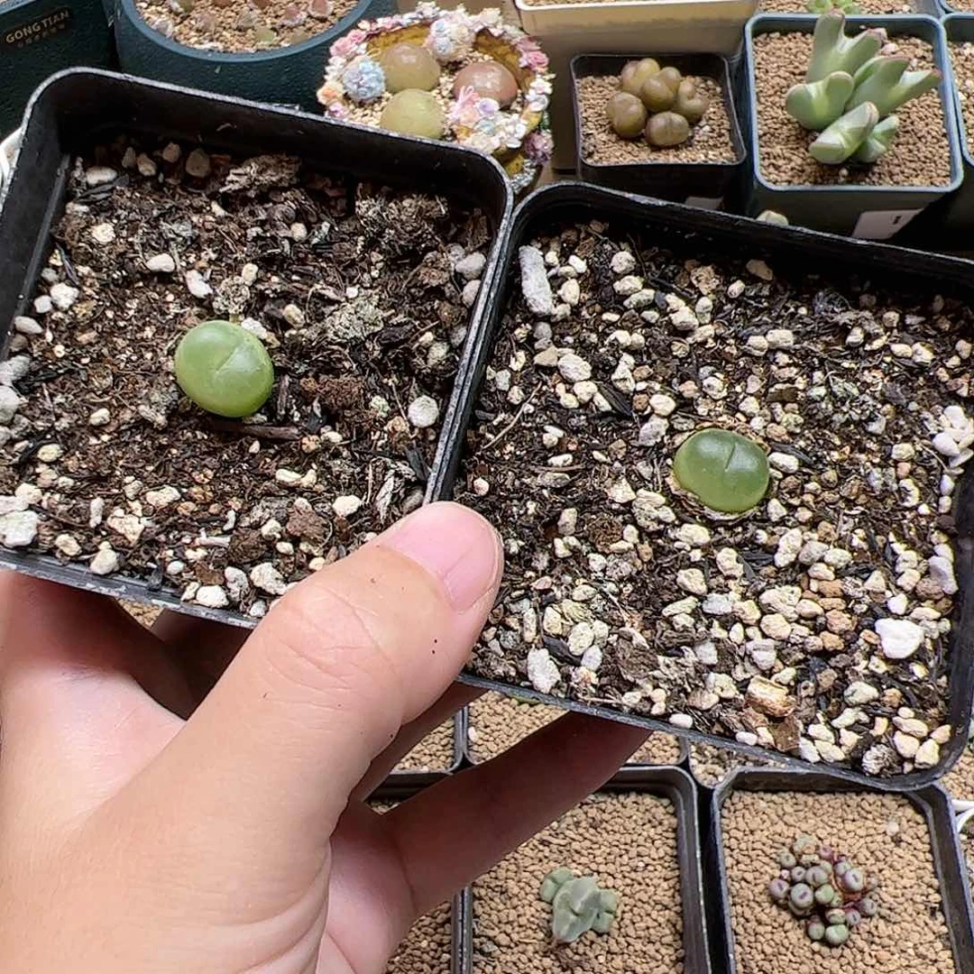【闪购商品】225 拉登