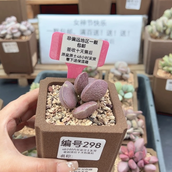 悠**卡298梵音多肉植物