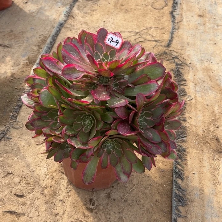 17-9粉花妖多肉植物