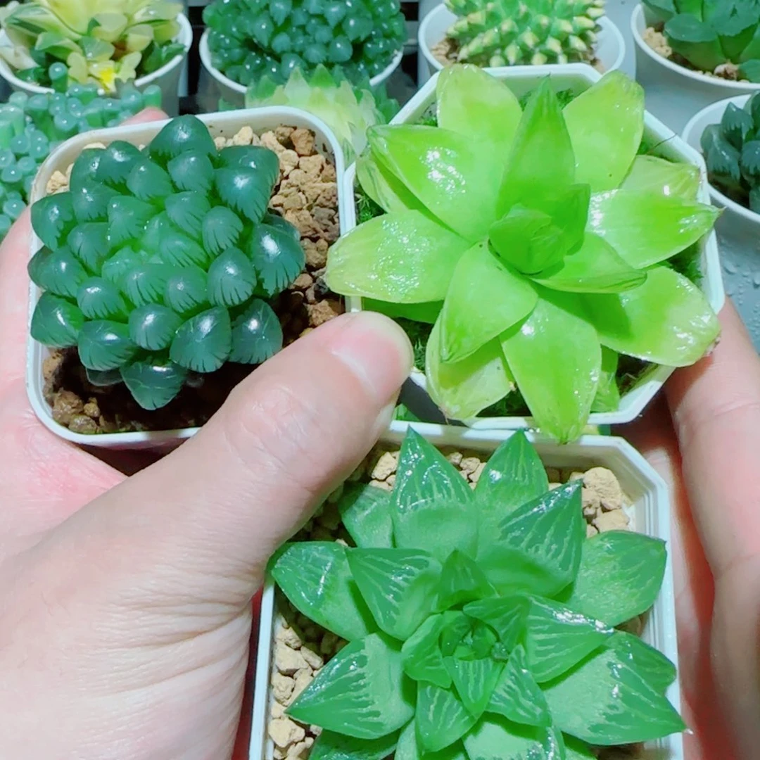 3盆玉露多肉植物组合