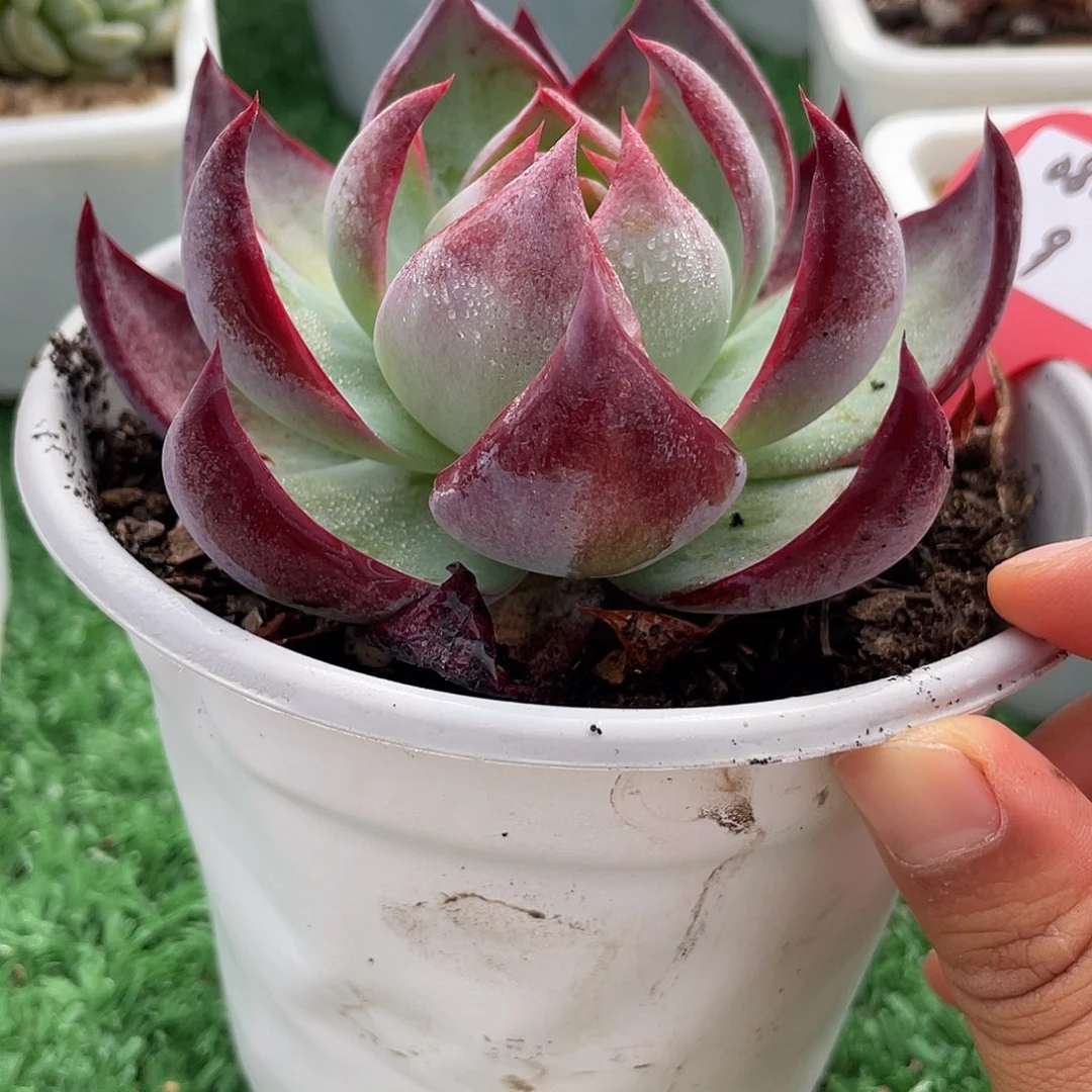 萌肉小筑0802-9惊鸿仙子