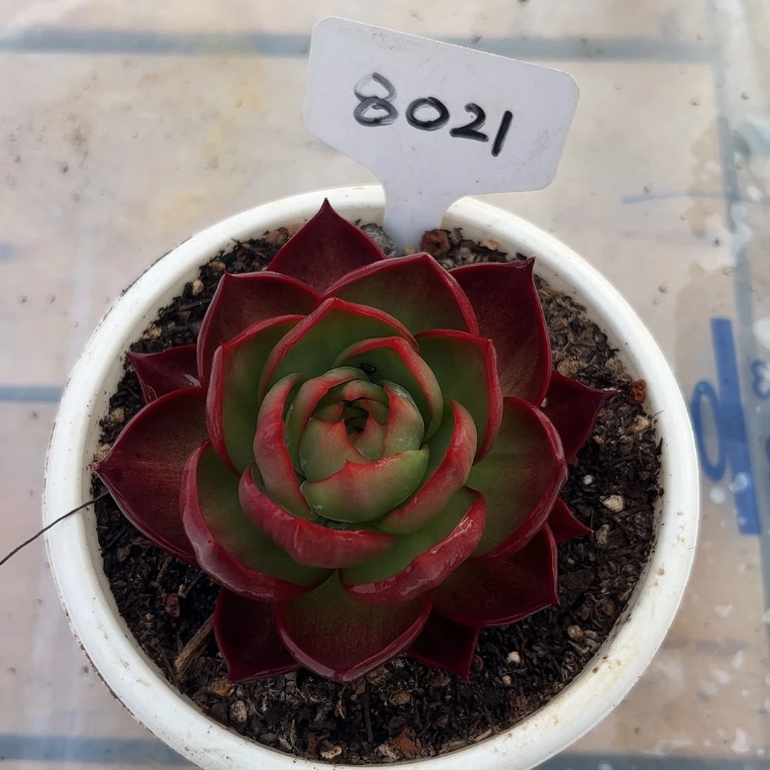 惊鸿仙子一物一拍8021号