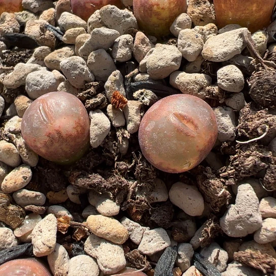 c10两颗  22号链接母本 多肉植物