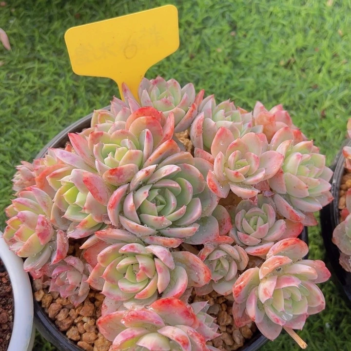 健健康康平平安安