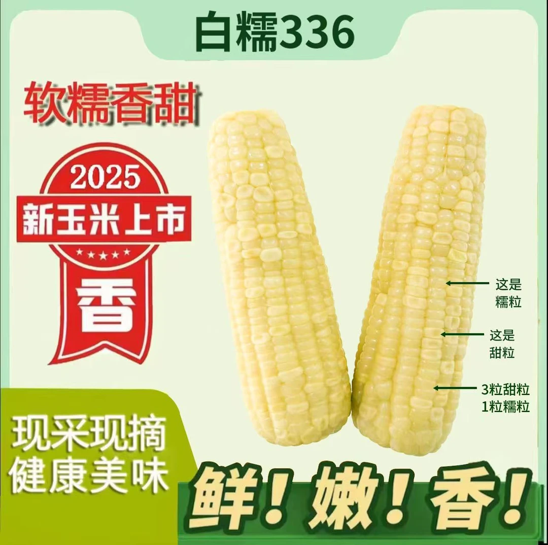 2025头茬东北白糯玉米软糯香甜好吃整箱10根6斤以上试吃2支