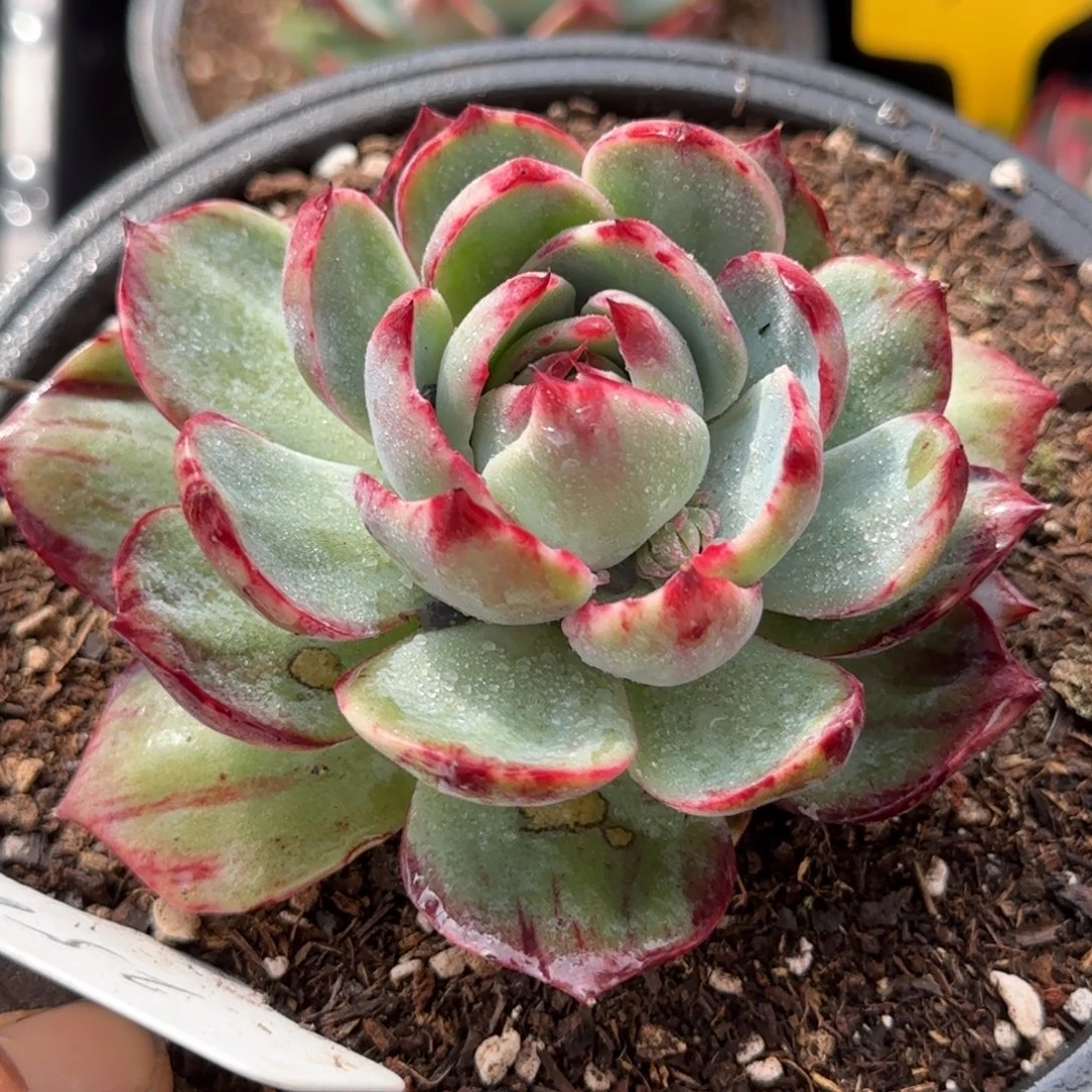 花脸拉丝惊鸿一物一拍包装收缩花旱256