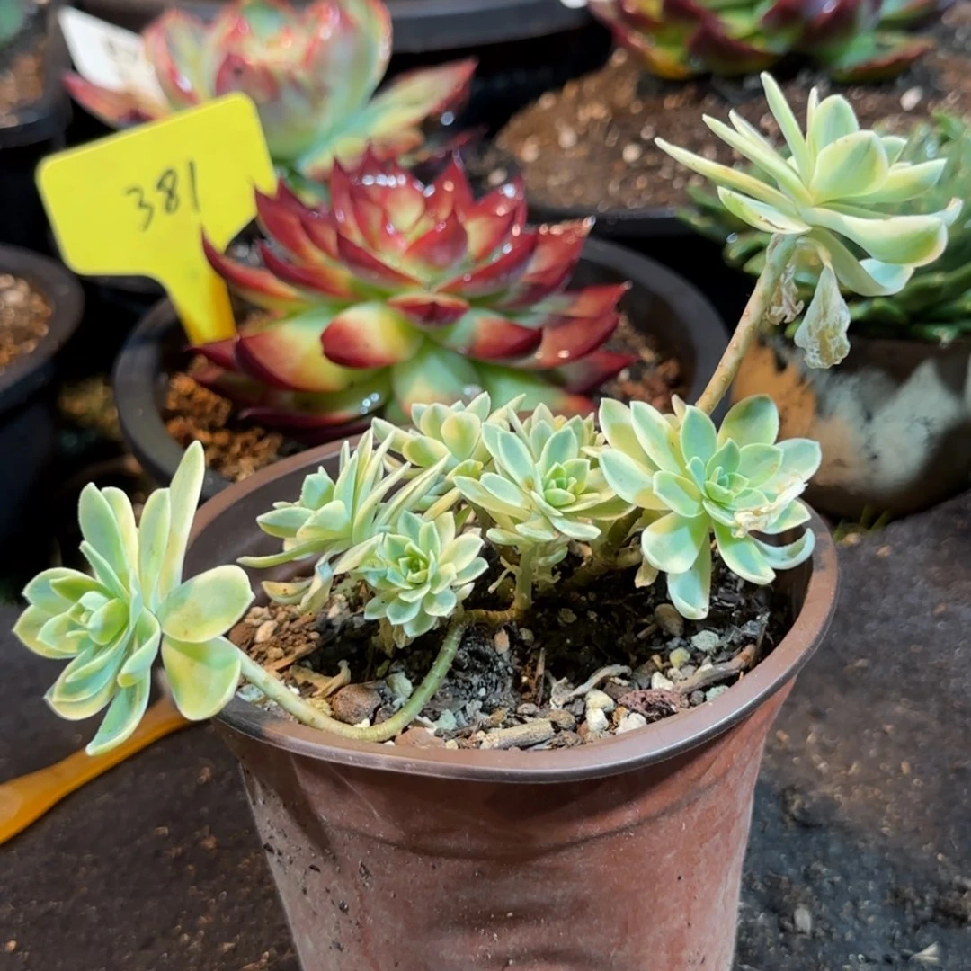 波化妆锦惊鸿一物一拍包装收缩花旱