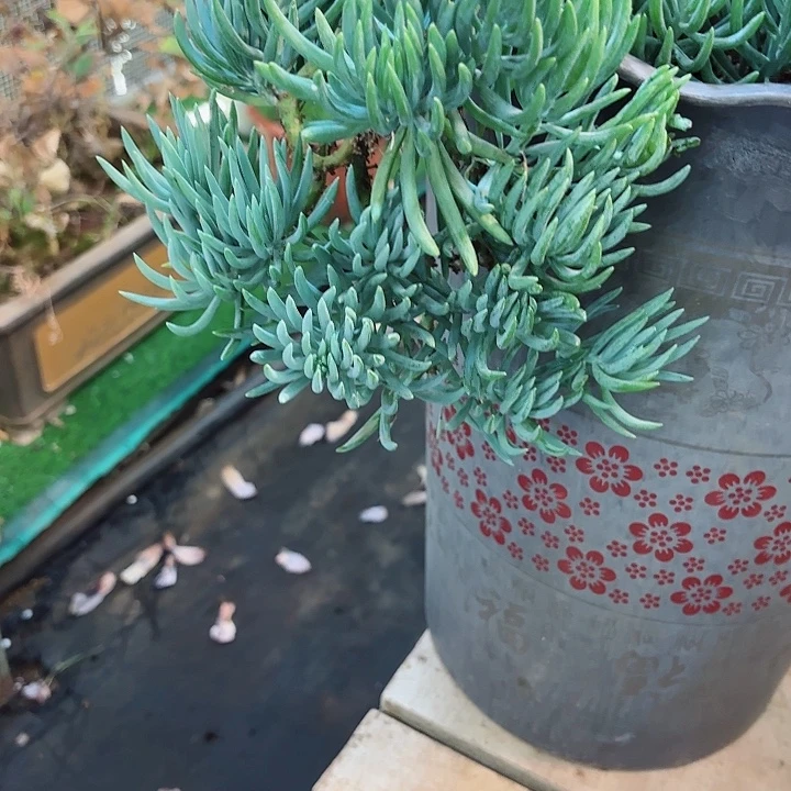 怀***榴蓝松多肉盆栽小号