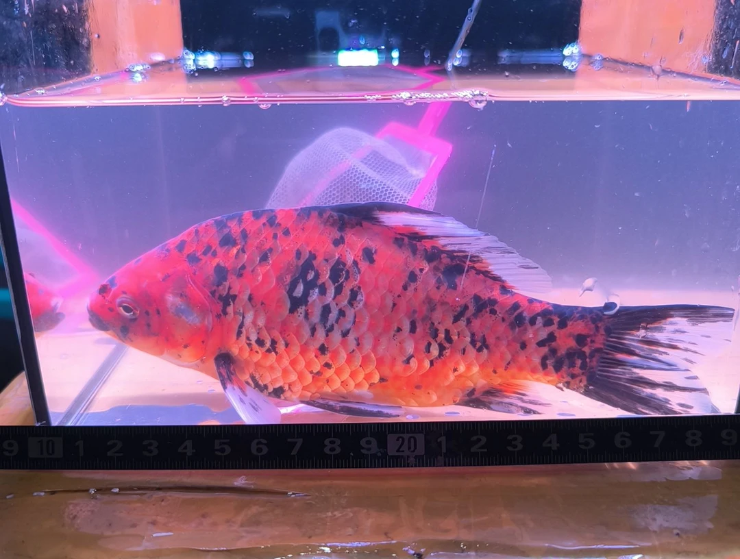 海水鱼品相自鉴全场包邮