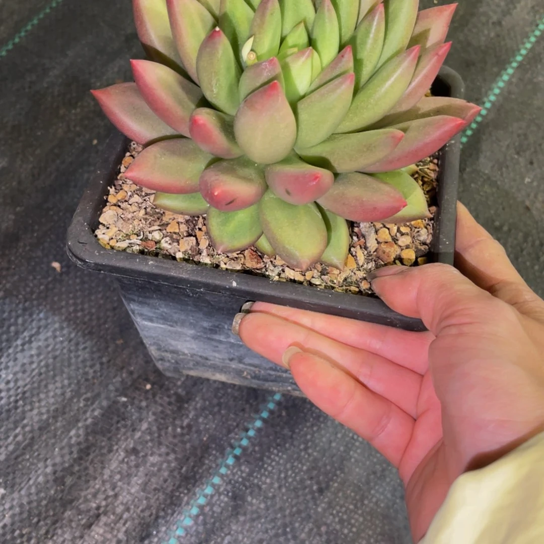 一**茶美人发货111111111