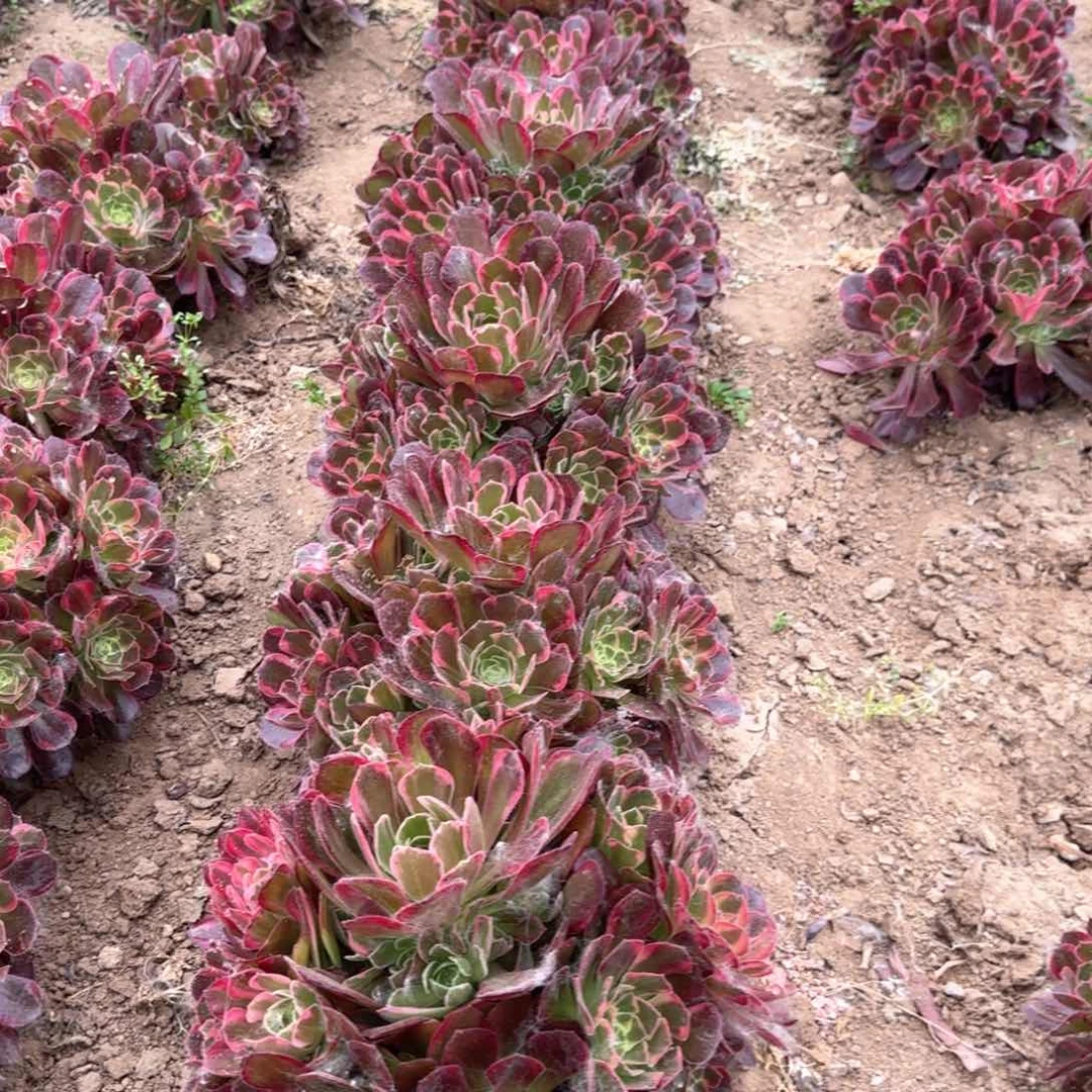 26-3安娜变异亮牌6.6一个多肉植物