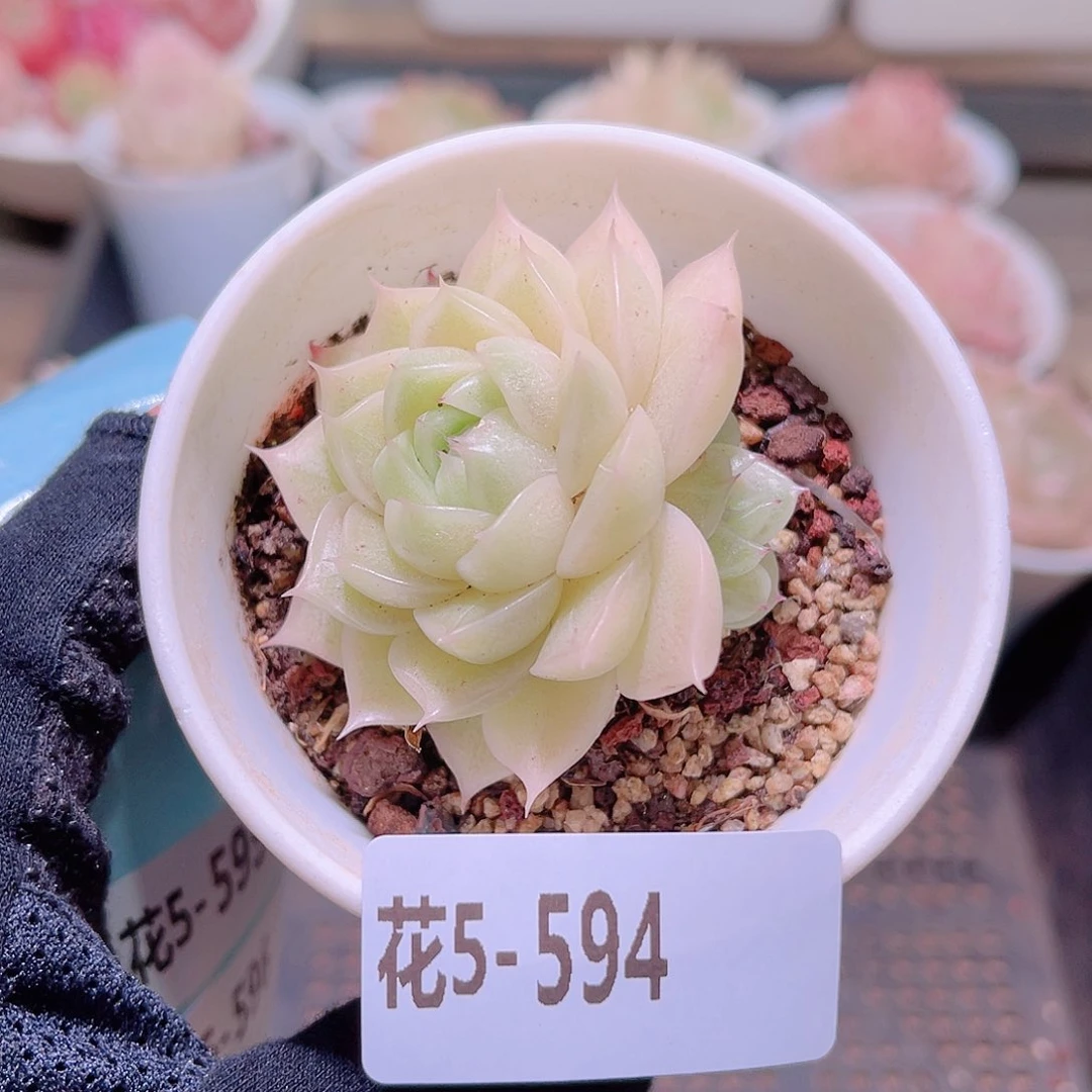 花利美5-594麦秆