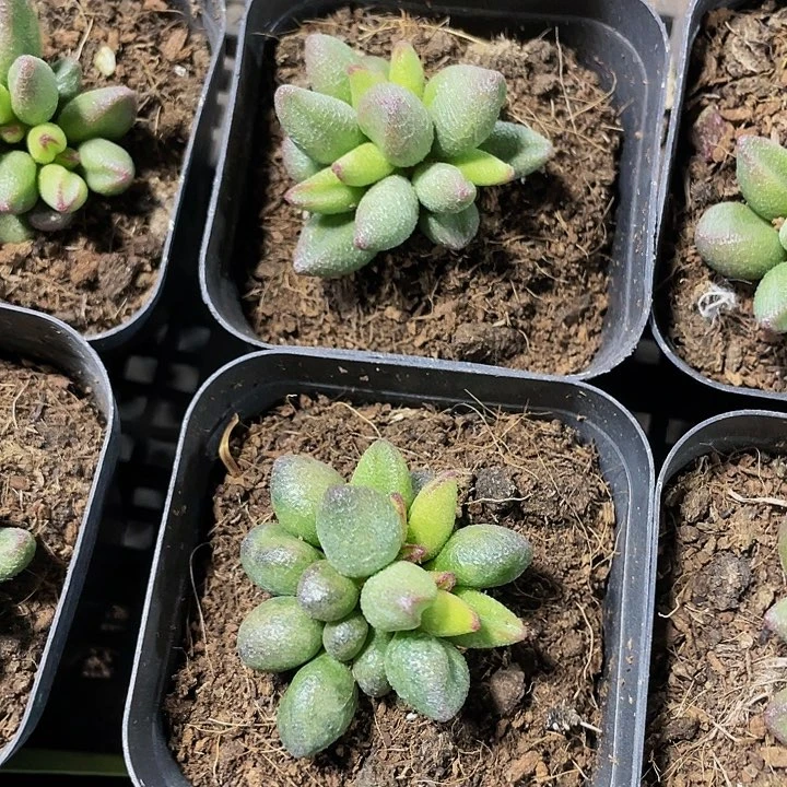 小红嘴水泡5.8带盆