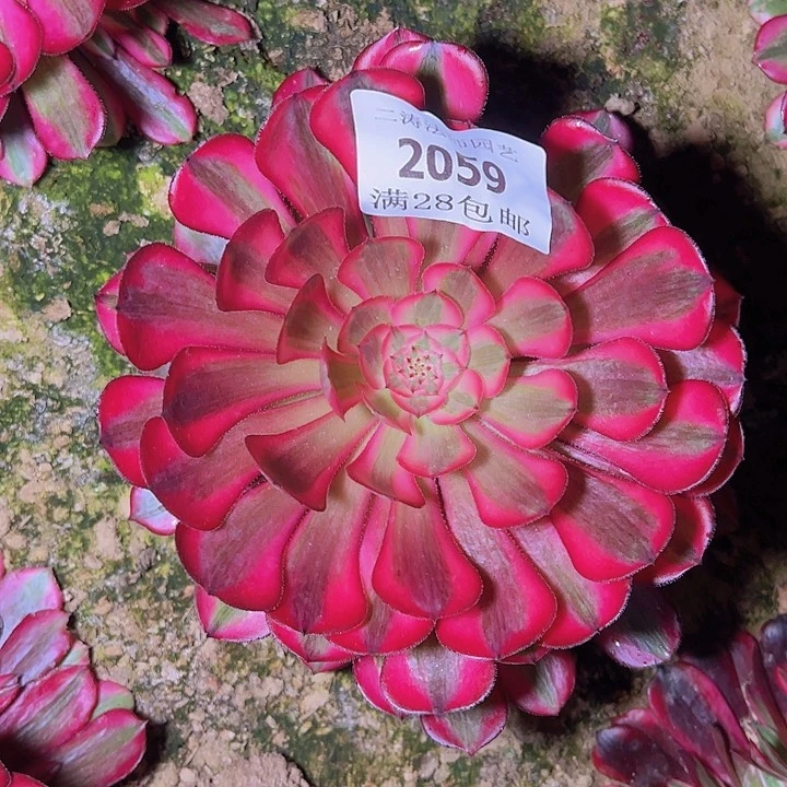 2059红铜白多肉植物