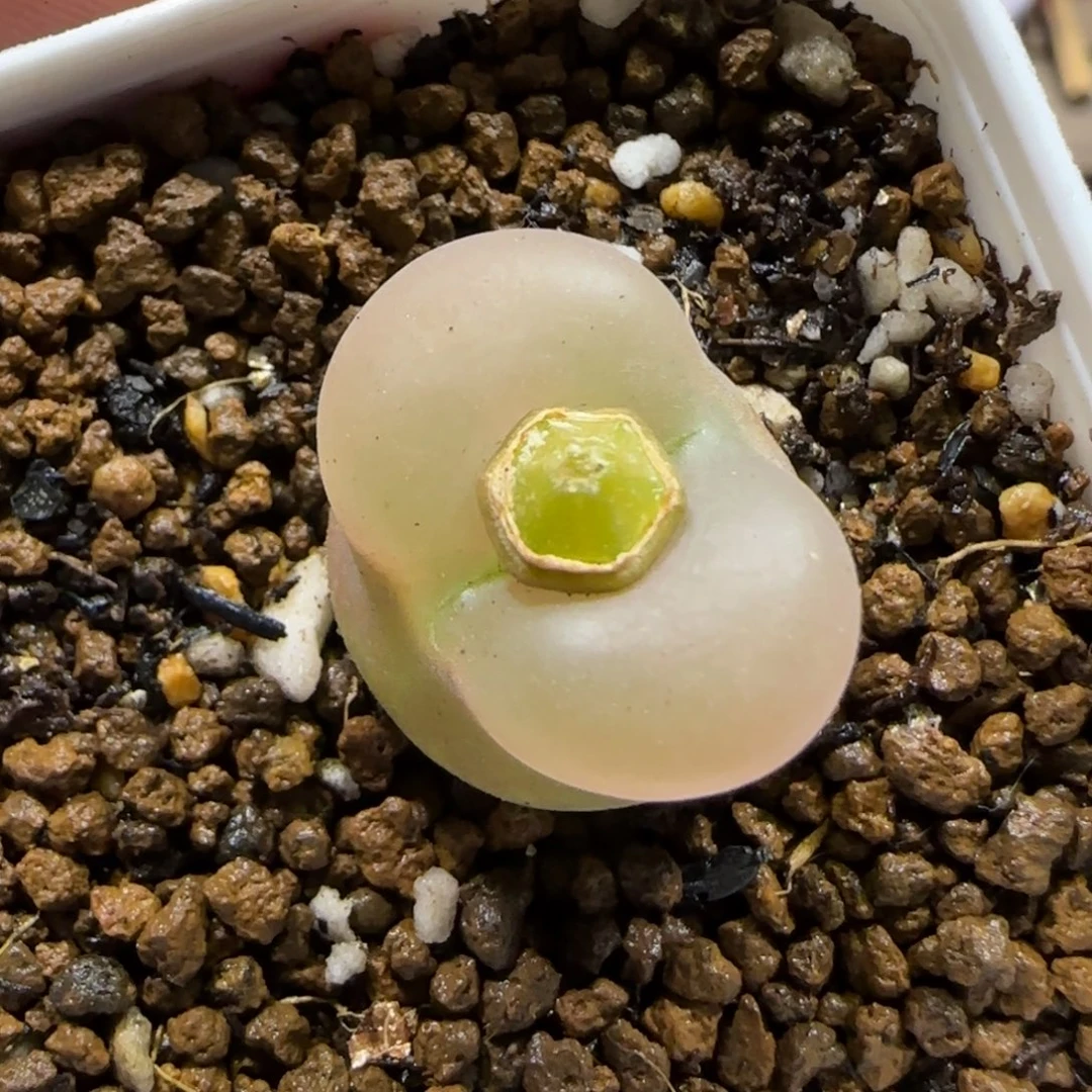 12.17。   哦泡。     2045