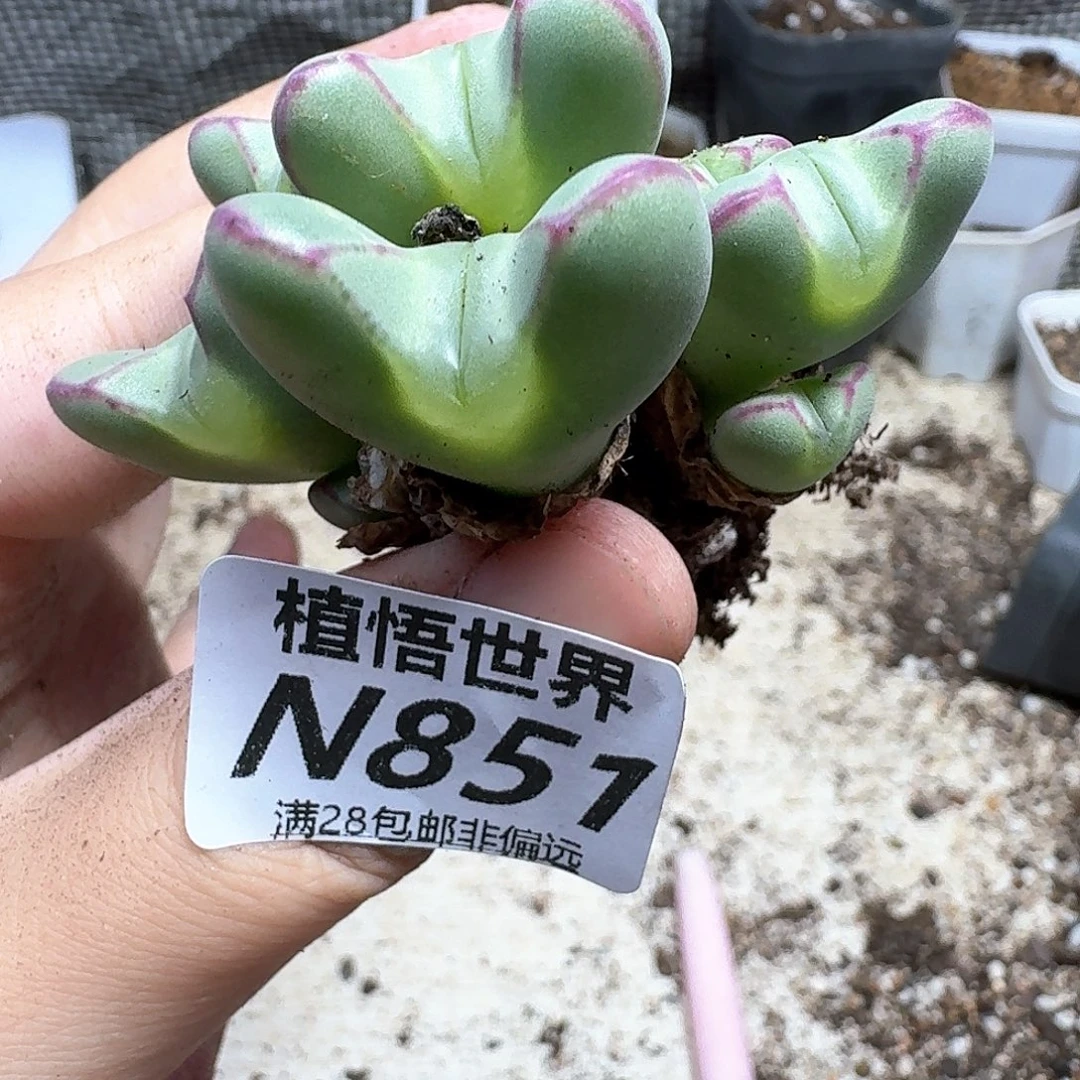 多肉植物的润泽刚刚gh