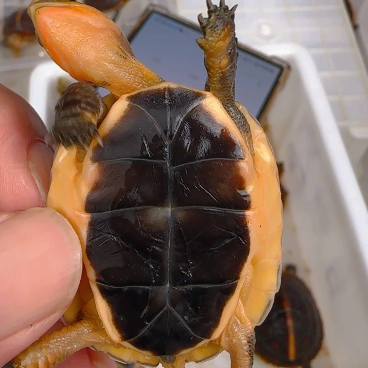 母宠物龟88999988