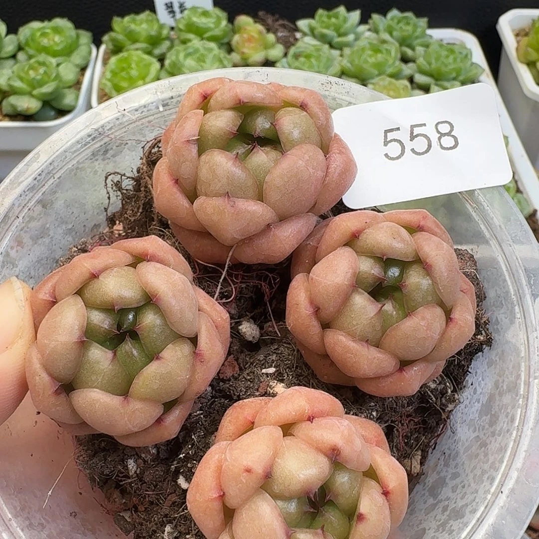 一物一拍一物一拍917-558