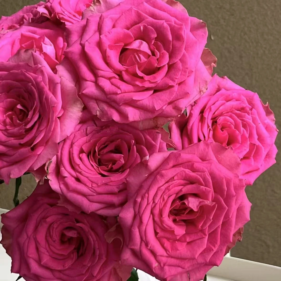 【植迷不误】天王玫瑰 居家 花束 插花 云南鲜花 基地包邮直发