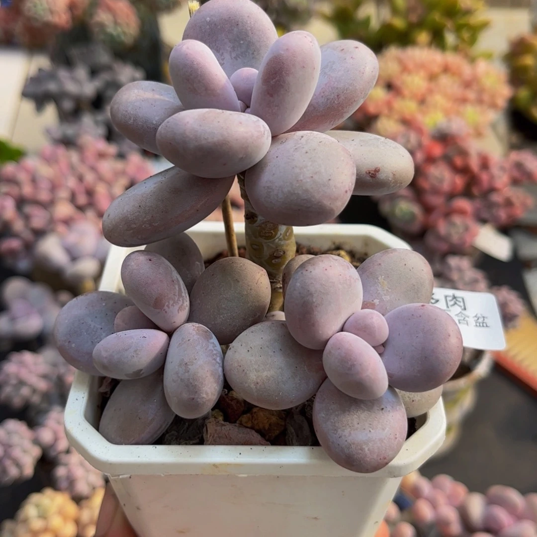 061水光针9cm多肉植物