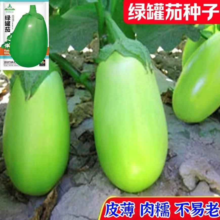 绿罐茄种子青茄子种籽西安绿圆茄绿皮肉糯皮薄不易老耐热耐寒青茄