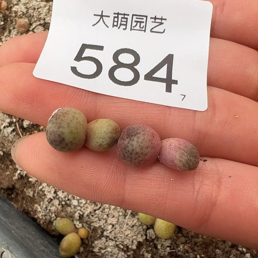 0000584量拍园艺955D斑马双头2颗