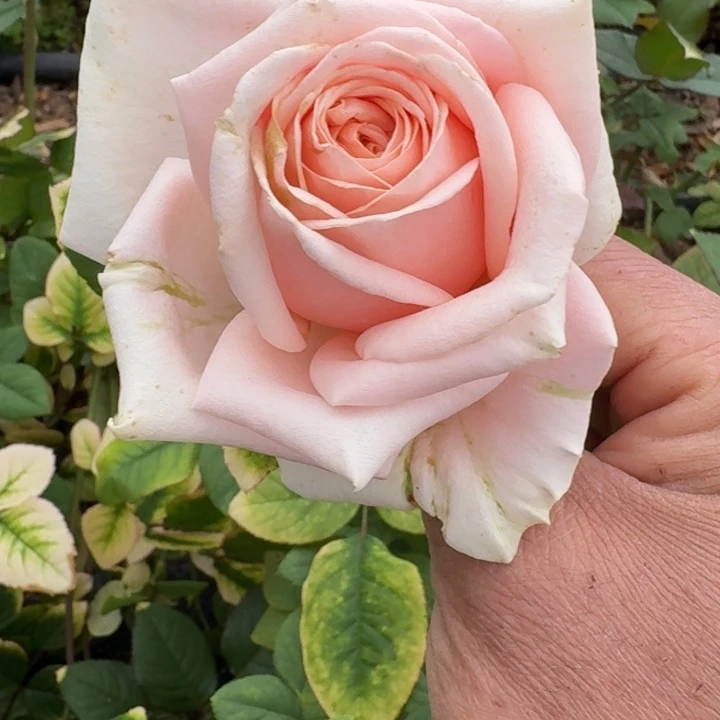 无花朵美琪中一加仑