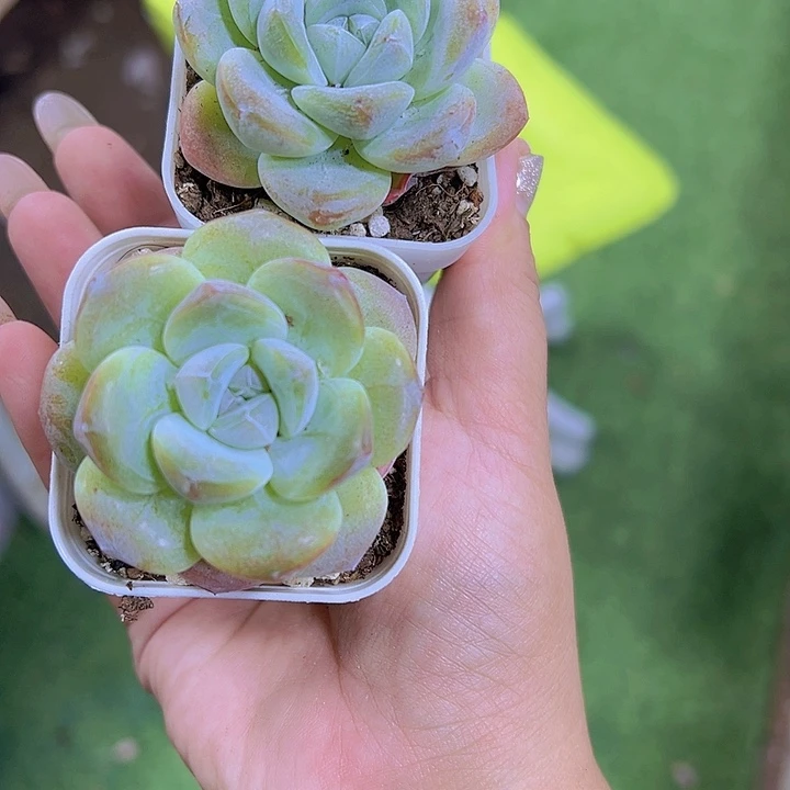 紫心冰玉2盆19包邮