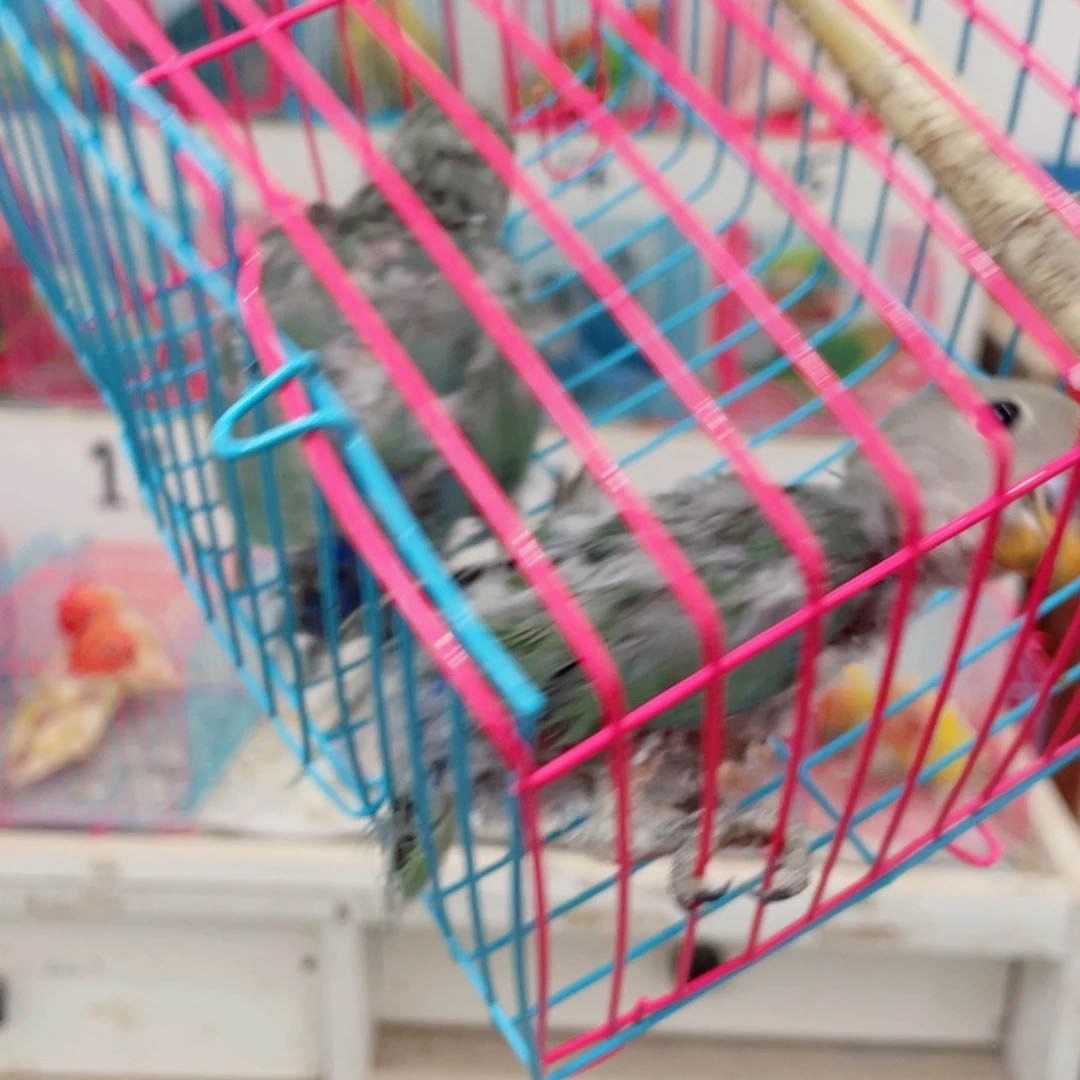 桃脸牡丹鹦鹉情**切牡丹