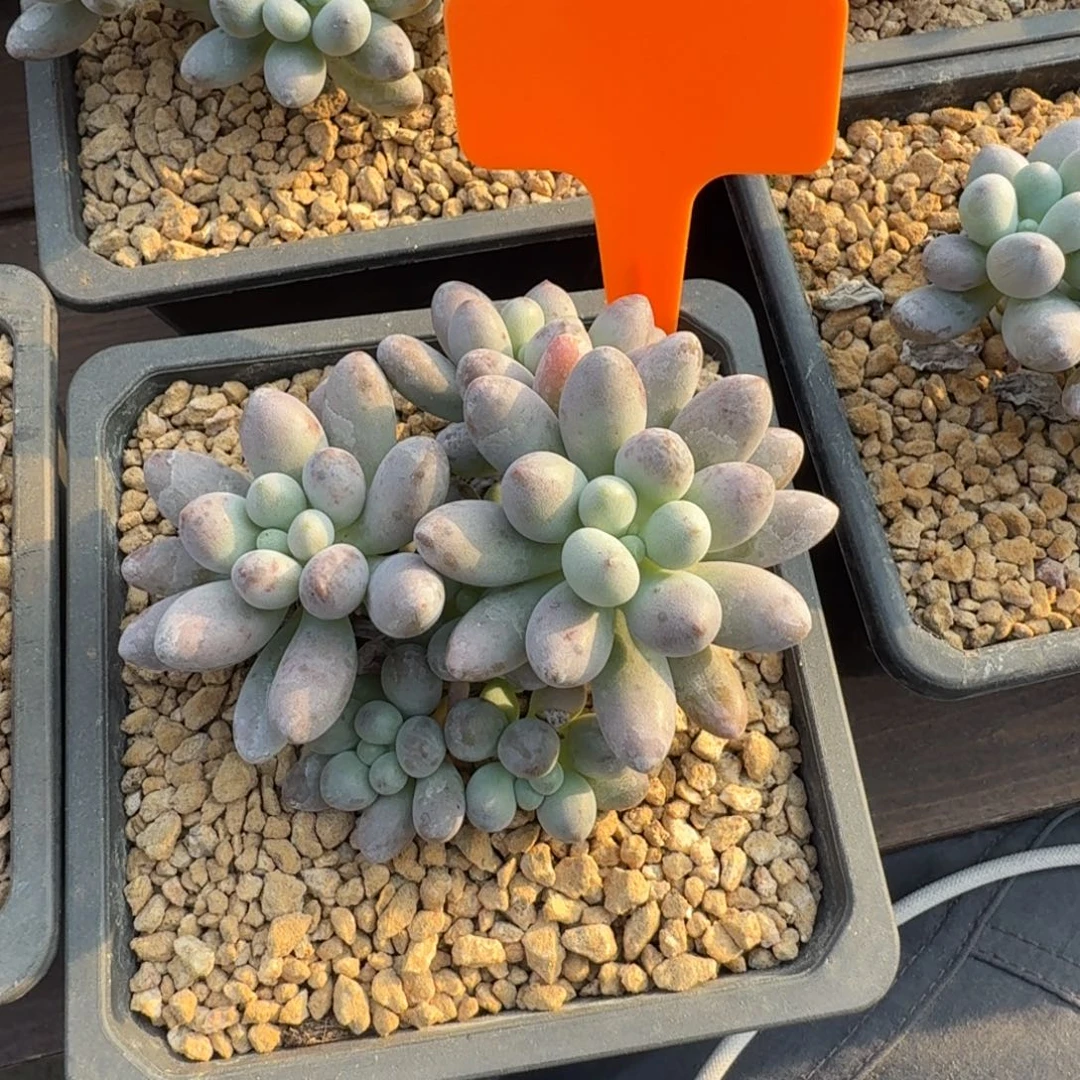 桃花奶1111111111111111