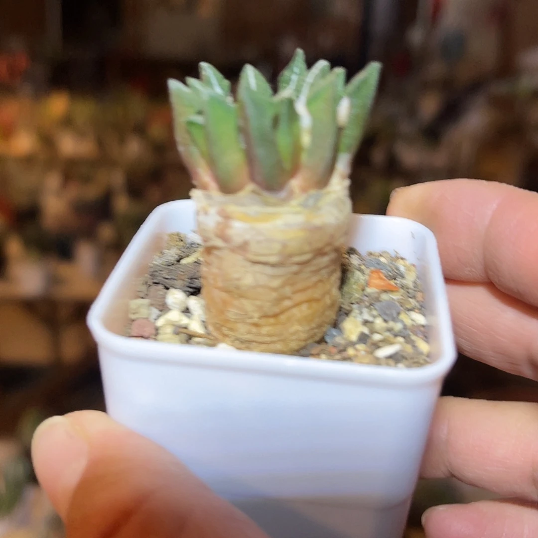 实生黑牡丹一物一拍