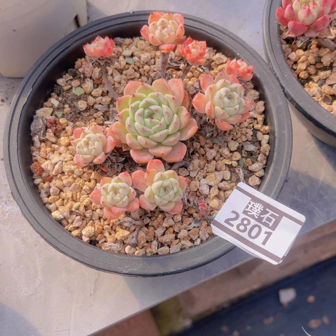 爪杂多肉植物2801