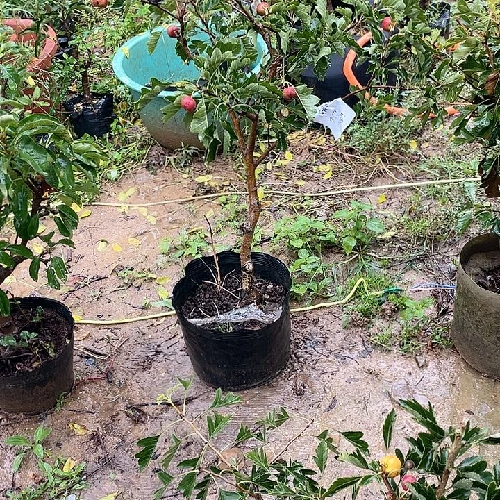 一物一拍山楂盆栽