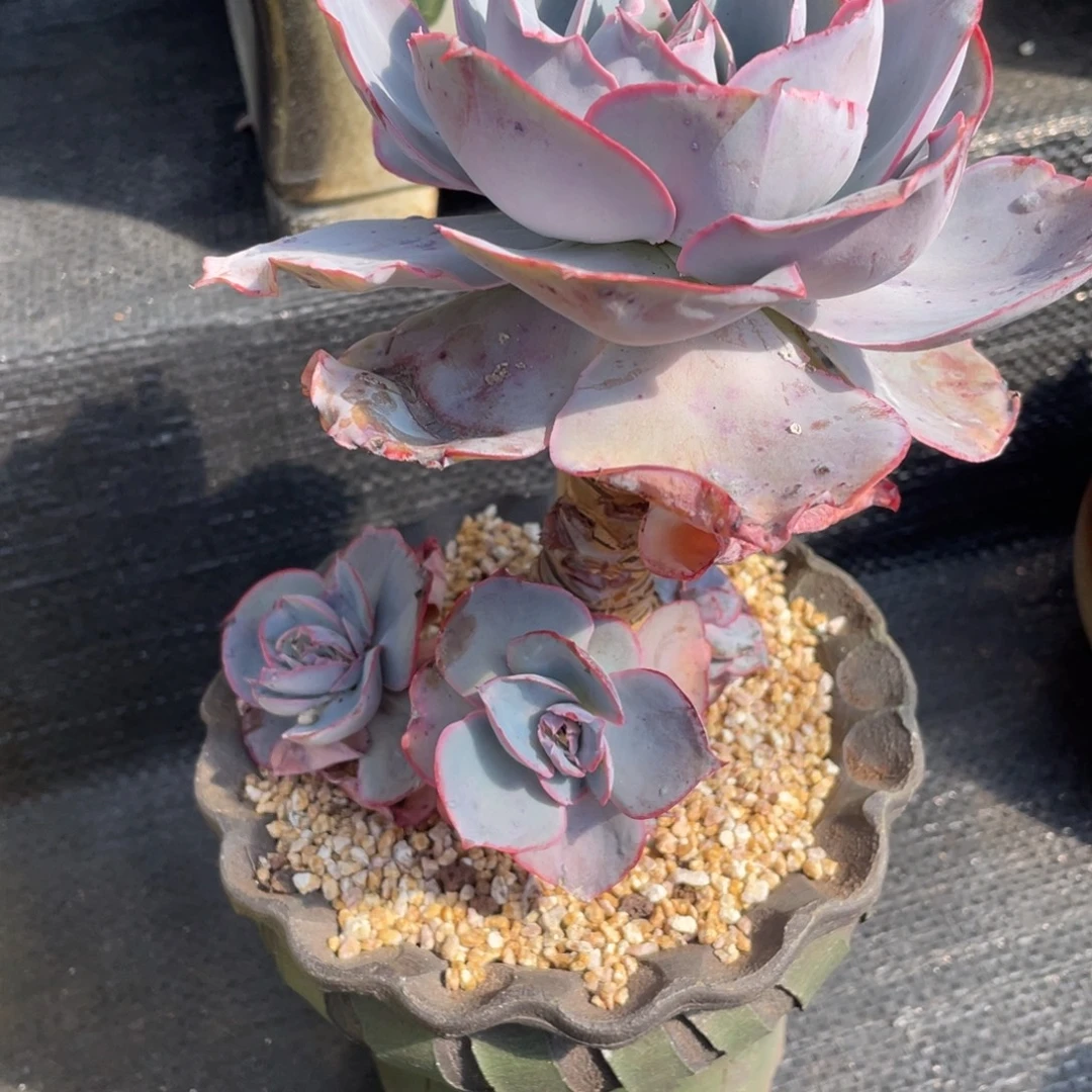 弥鹿之森一物一拍