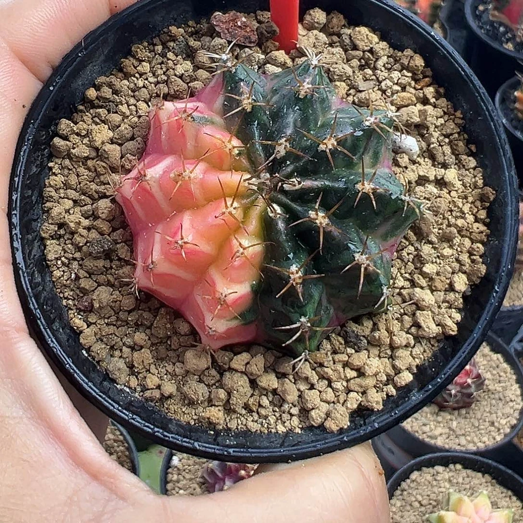 1-180米哈仙人球锦4.6厘米