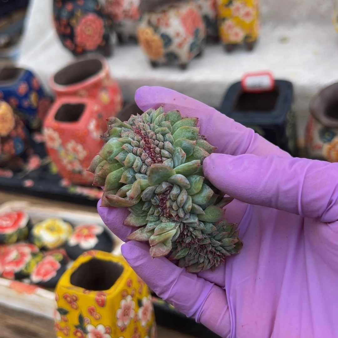 水蜜桃 新年快乐 新年快乐