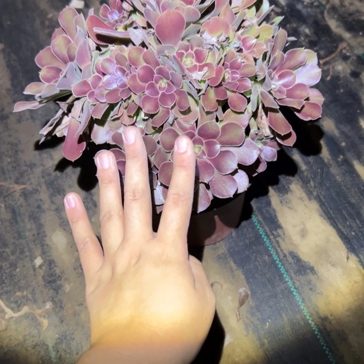 不包断枝法师链接26