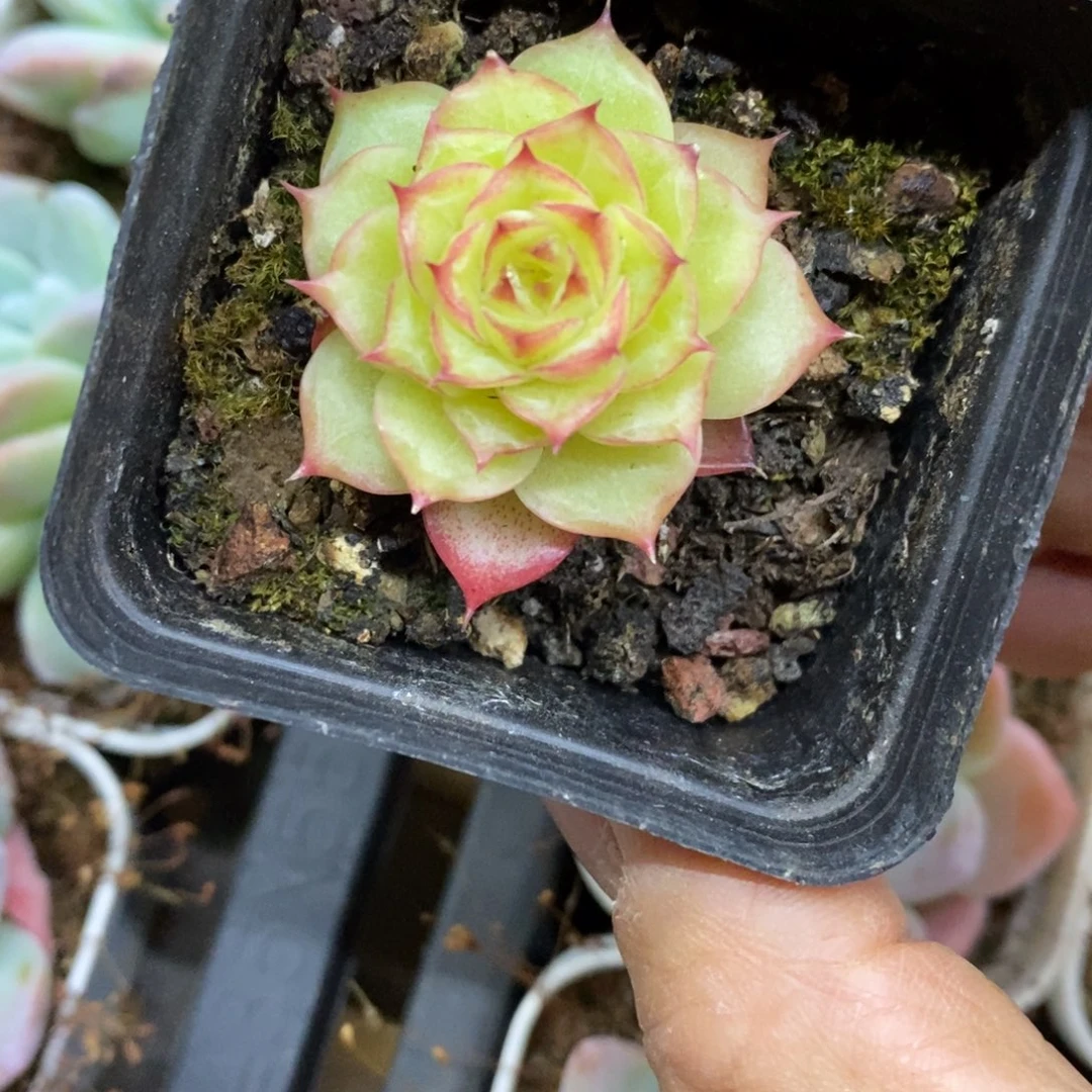 精品多肉一物一拍不包整190