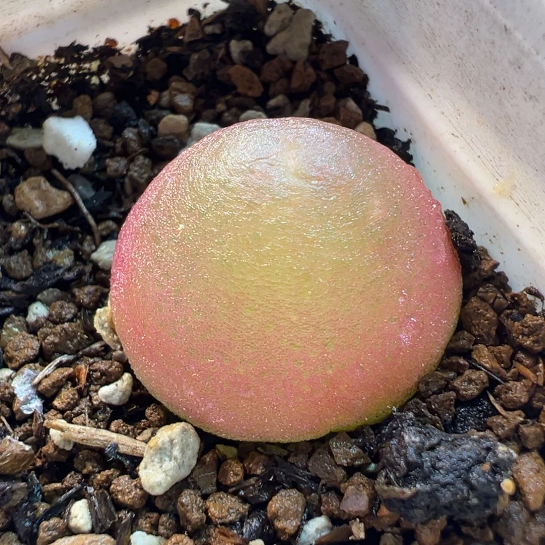 085多肉植物种类多样