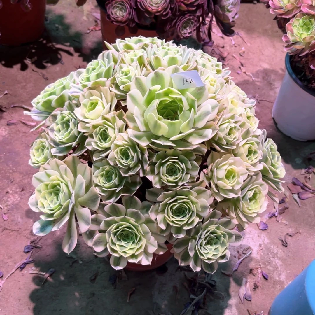 无花朵多肉植物绿豆沙642