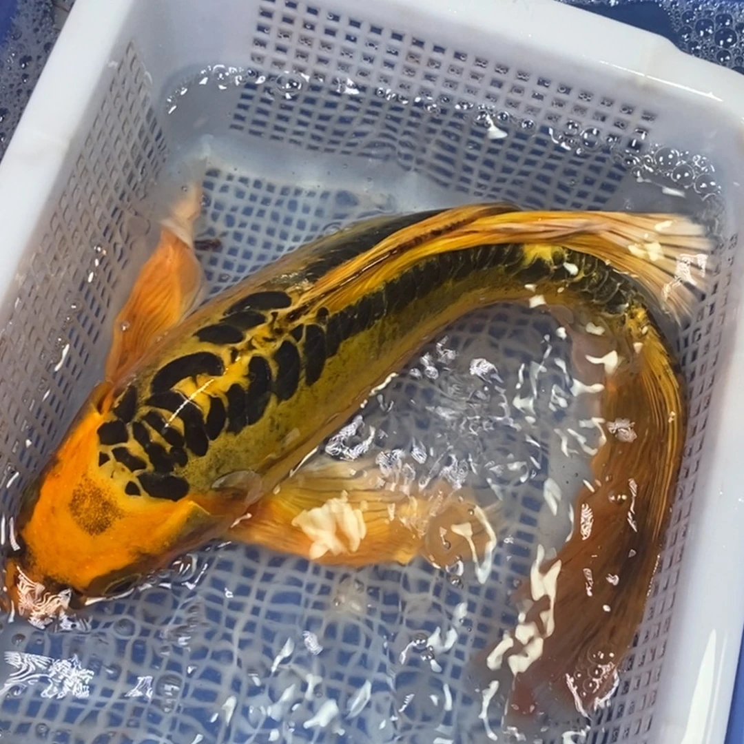 海水鱼冷水锦鲤包邮
