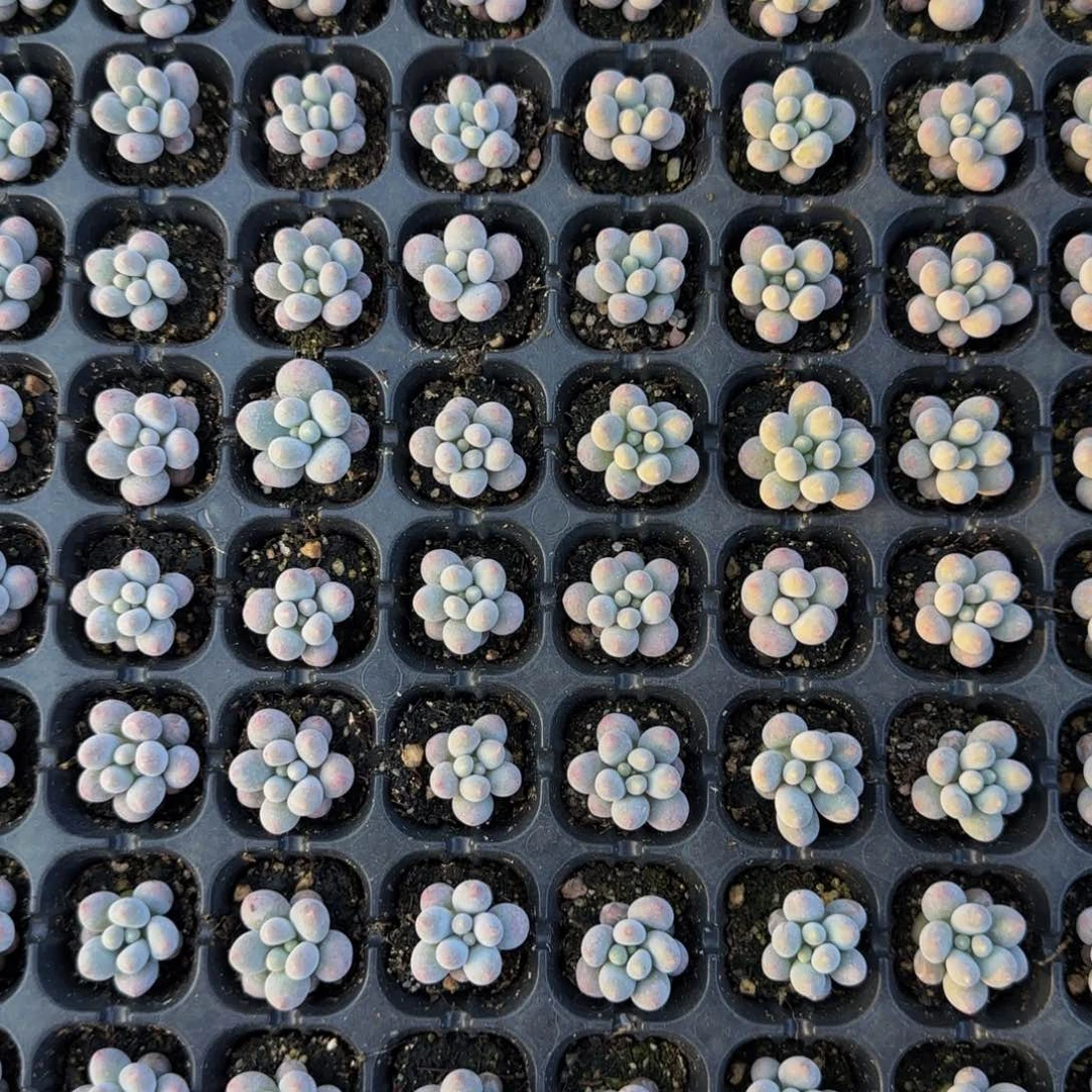 24颗一组小小汤圆（2公分
