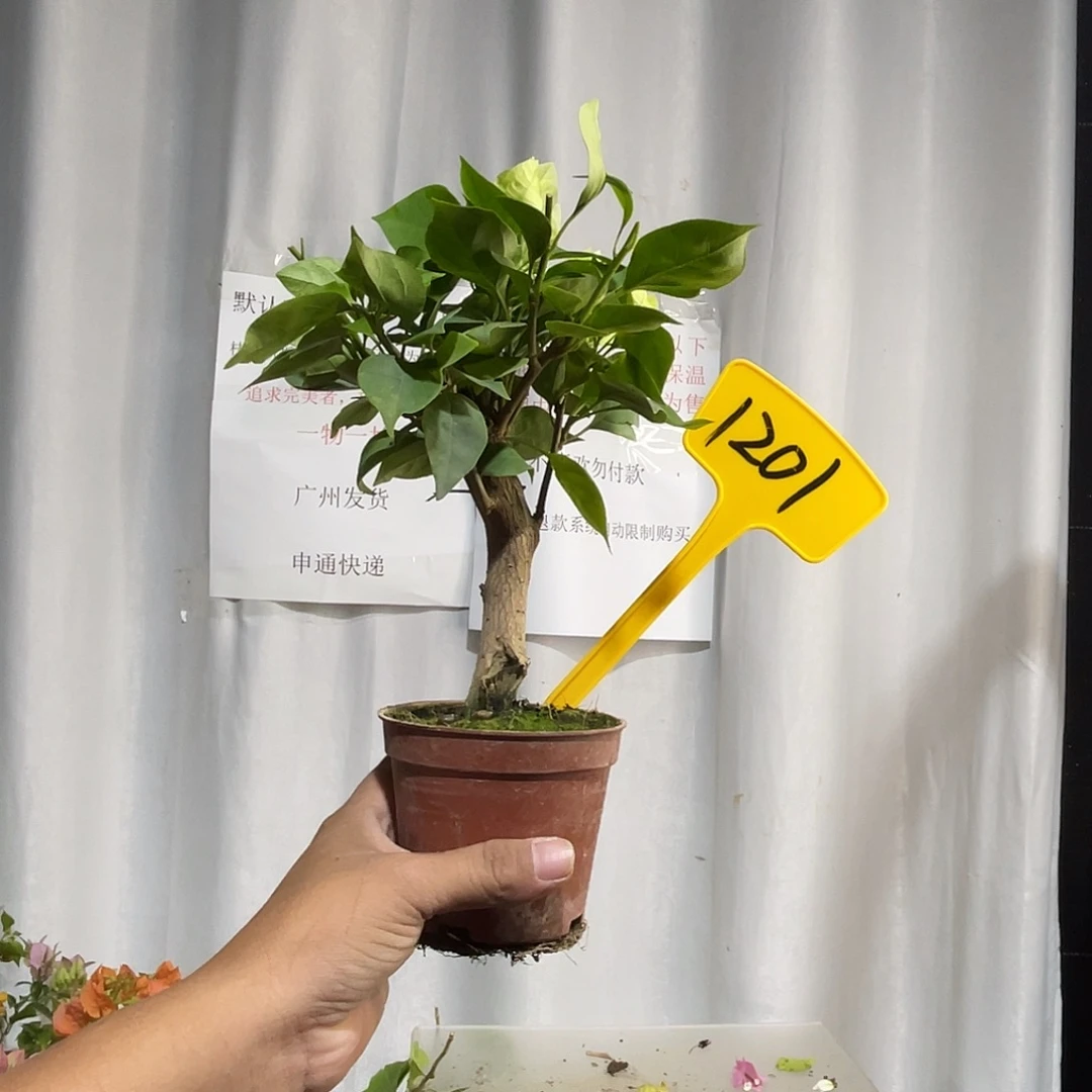 当前无花栽培后可以开花1201掌中宝绿樱有旧伤