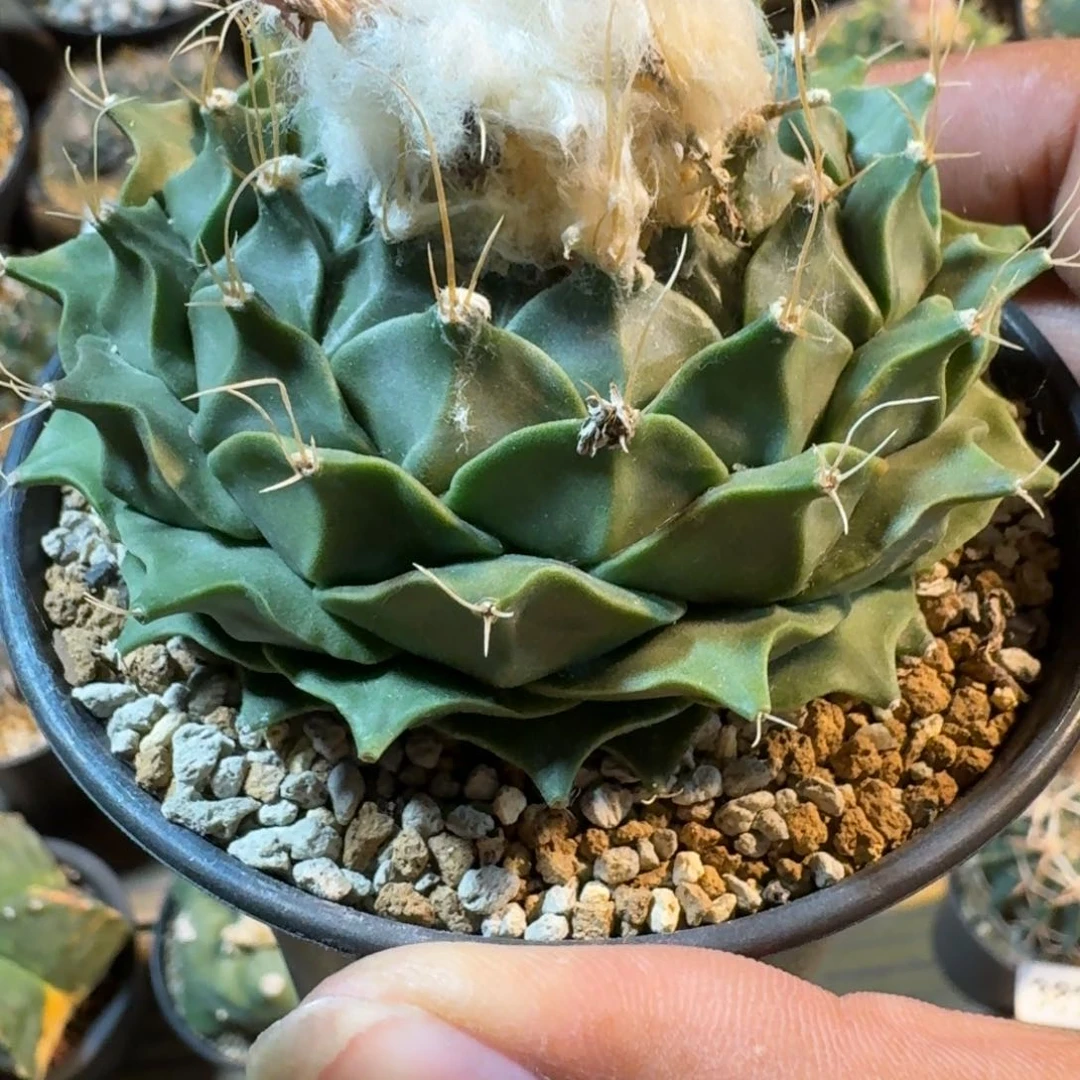 辉*徐仙人球帝冠实生根