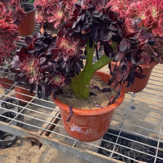 花那缀带土球发货